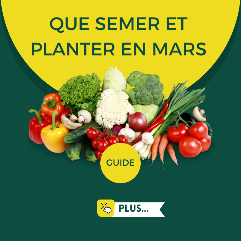 Que semer et planter en mars ? Guide potager facile – ATLASEEDS أطلس للبذور